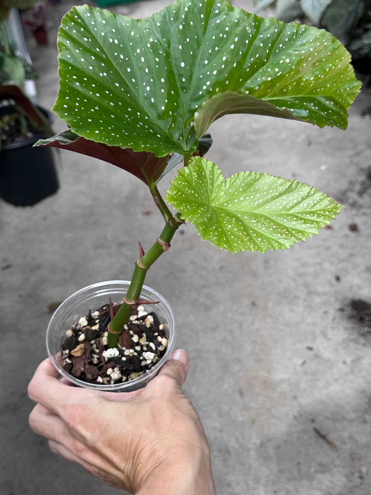 Begonia Lucerna | Rare Begonia Plant