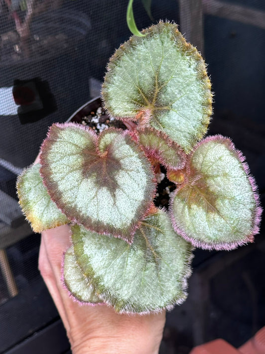 Begonia Escargot