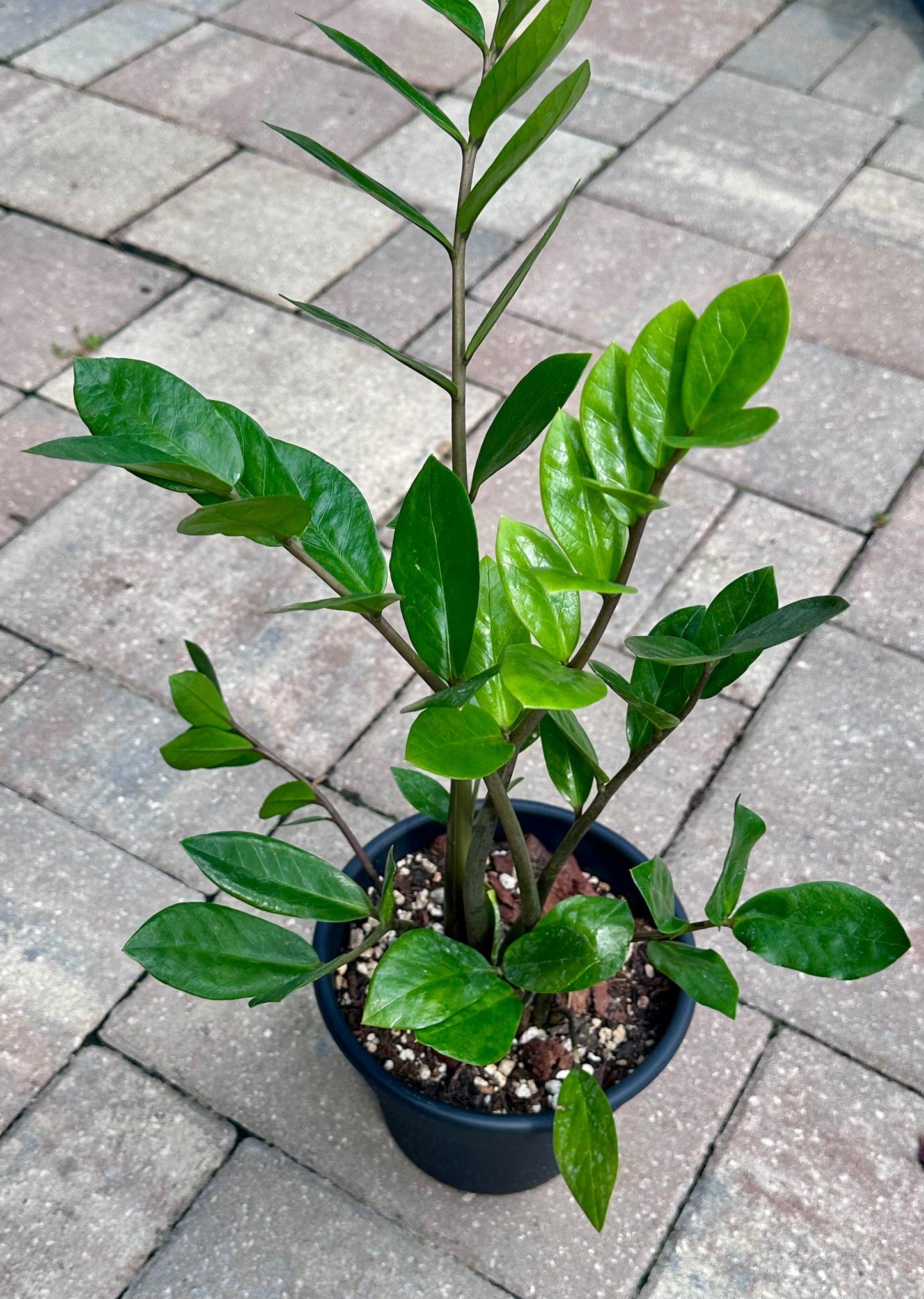 ZZ Plant 4 in