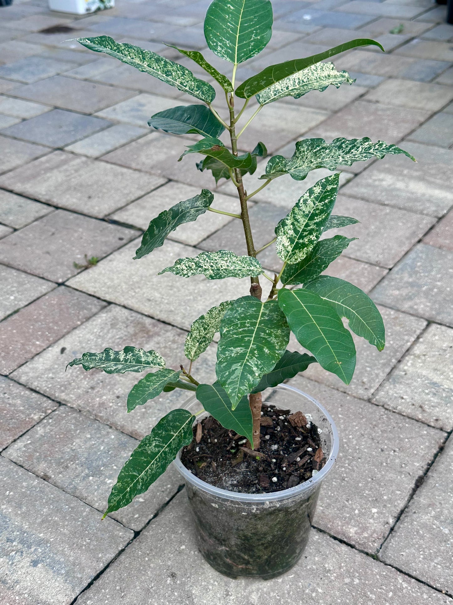 Clown Fig (Ficus aspera) 5”