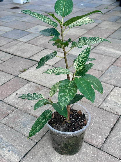 Clown Fig (Ficus aspera) 5”