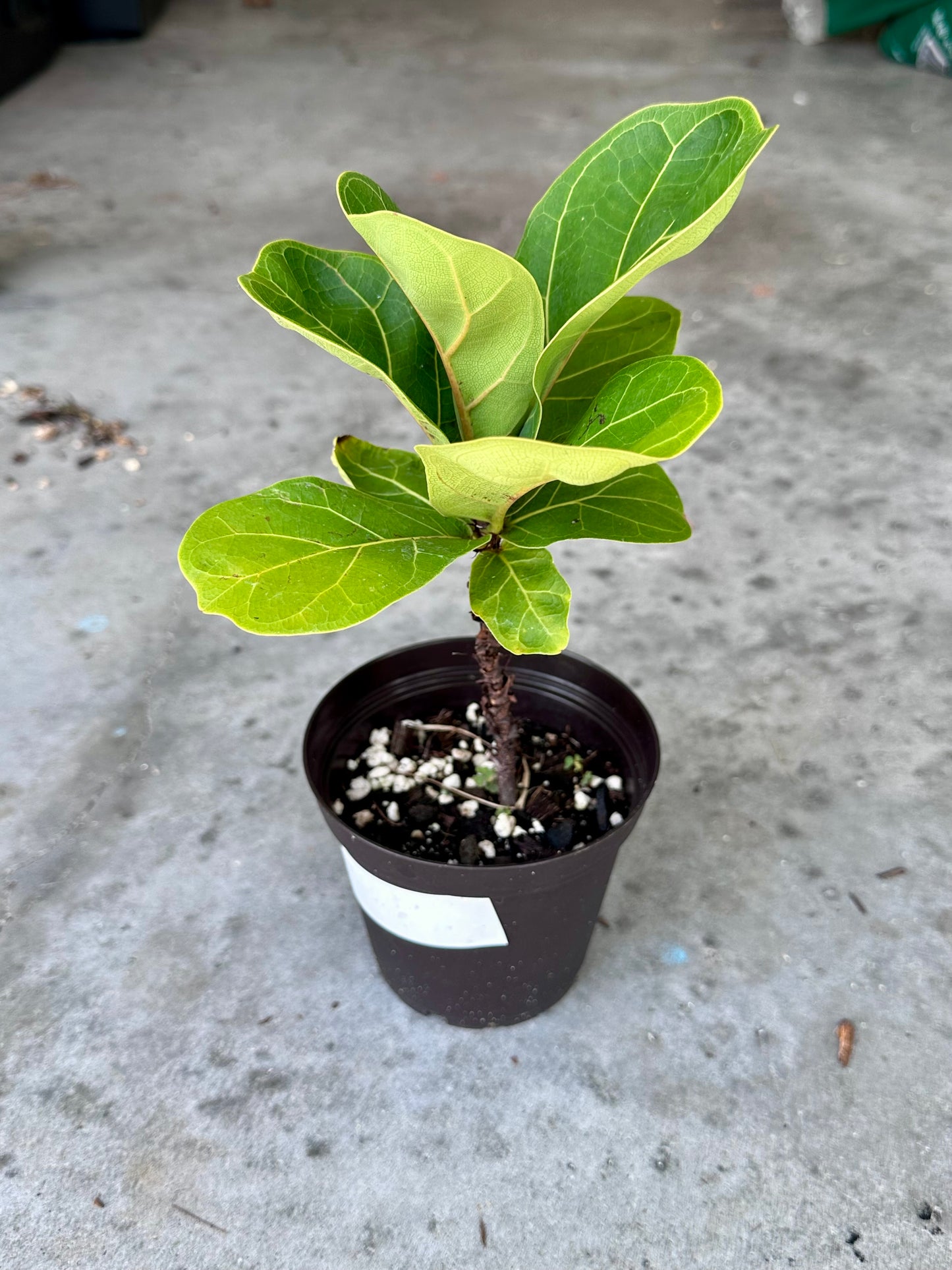 Dwarf Fiddle Leaf Fig (Ficus Lyrata)