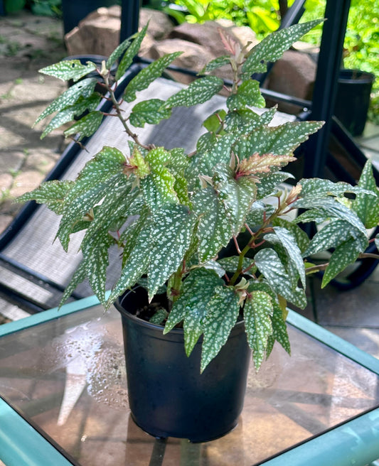 Begonia Medora 5”