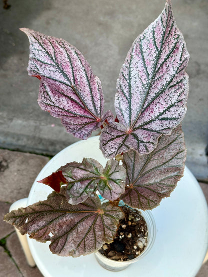 Begonia “Maurice Amey”