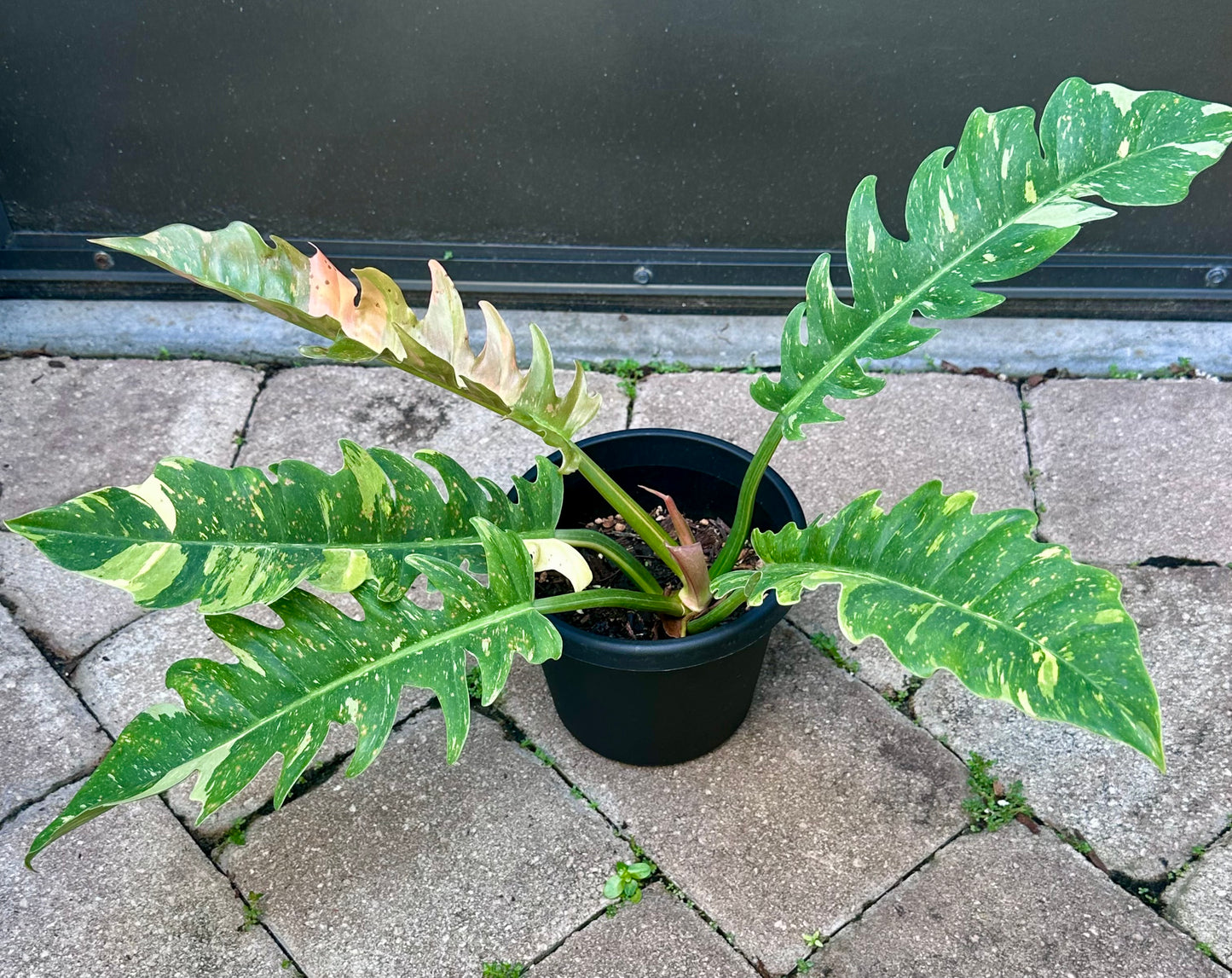 Ring of Fire Philodendron (6”)