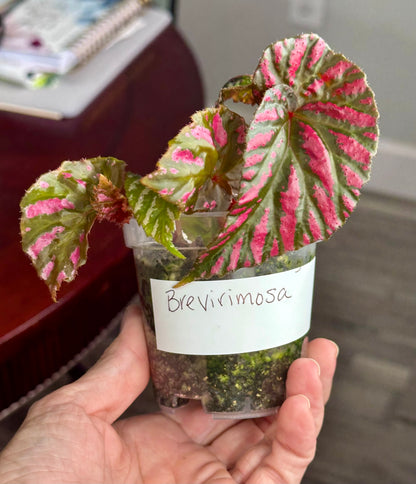 Begonia Brevirimosa “Exotica”
