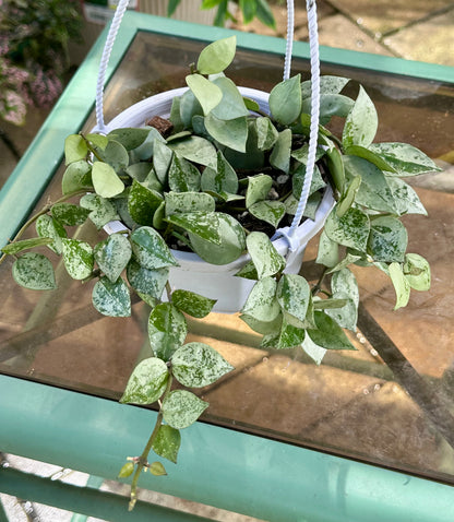 Hoya Krohniana 'Super Silver'
