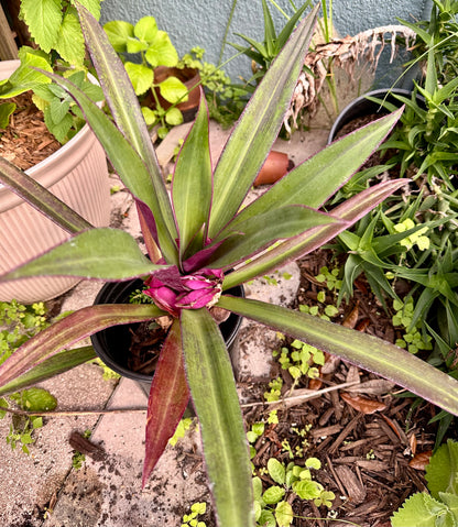 Oyster Plant (Tradescantia spathacea)