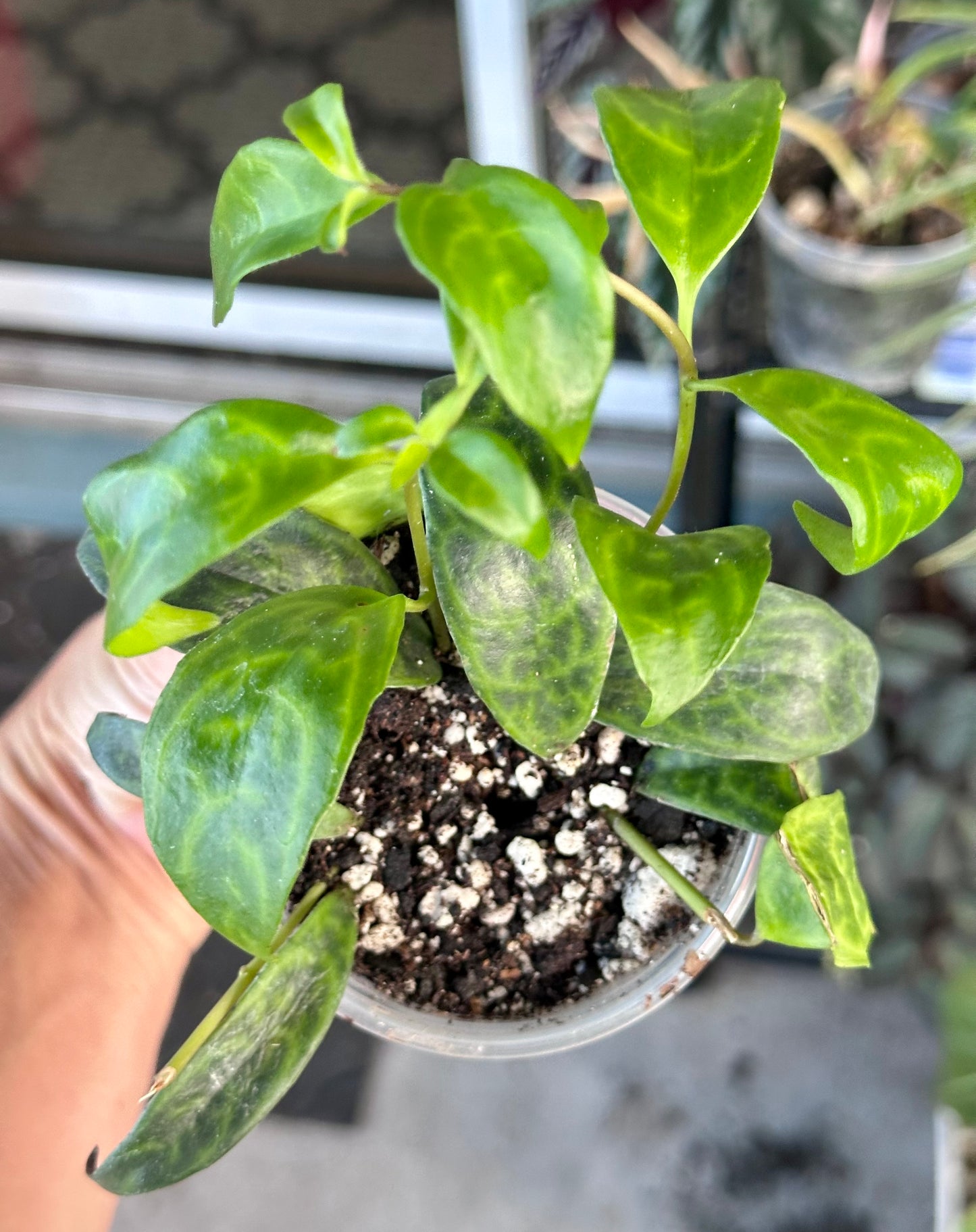 Black Pagoda Lipstick Plant