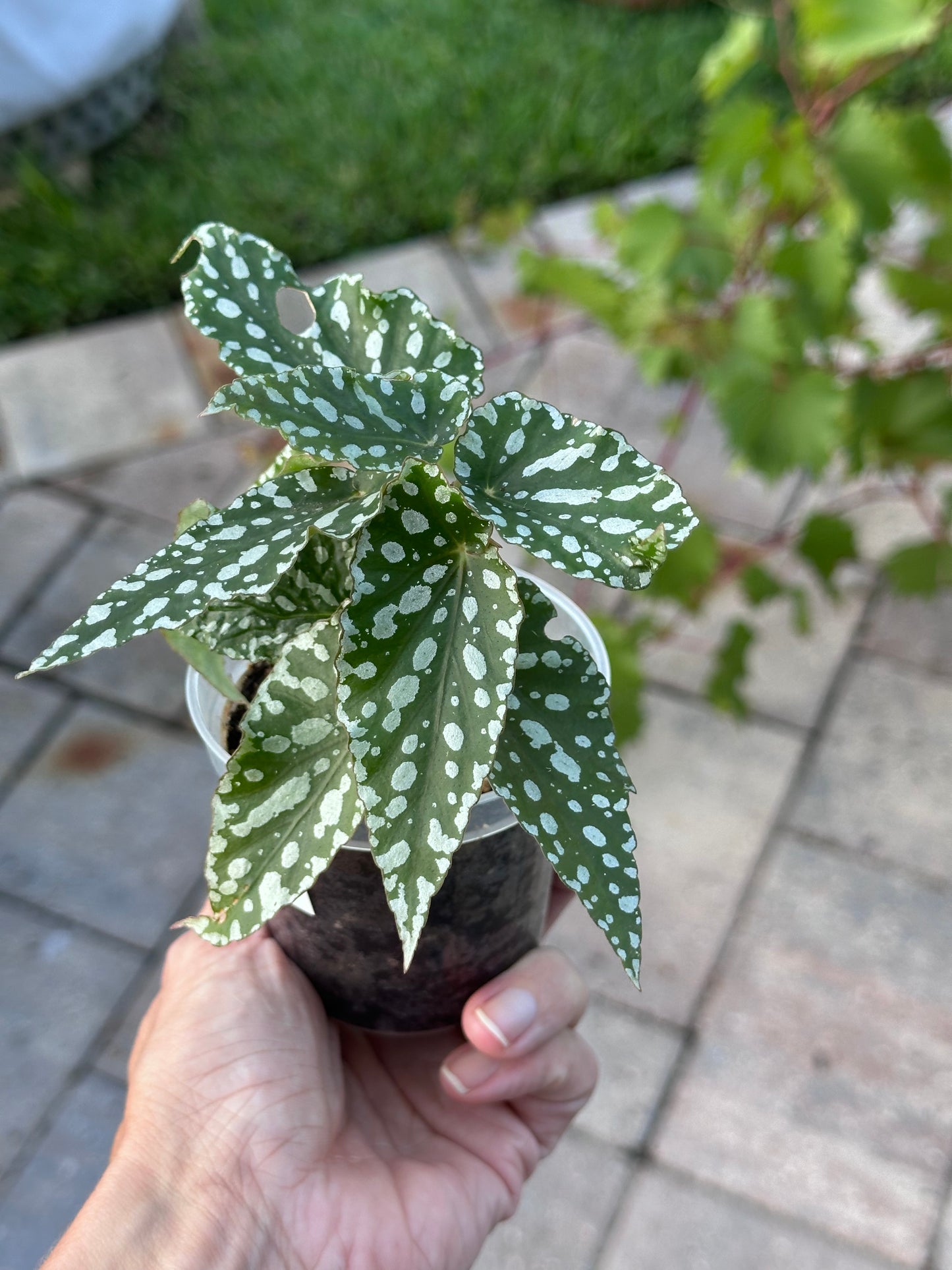Begonia Maculata "White Ice"