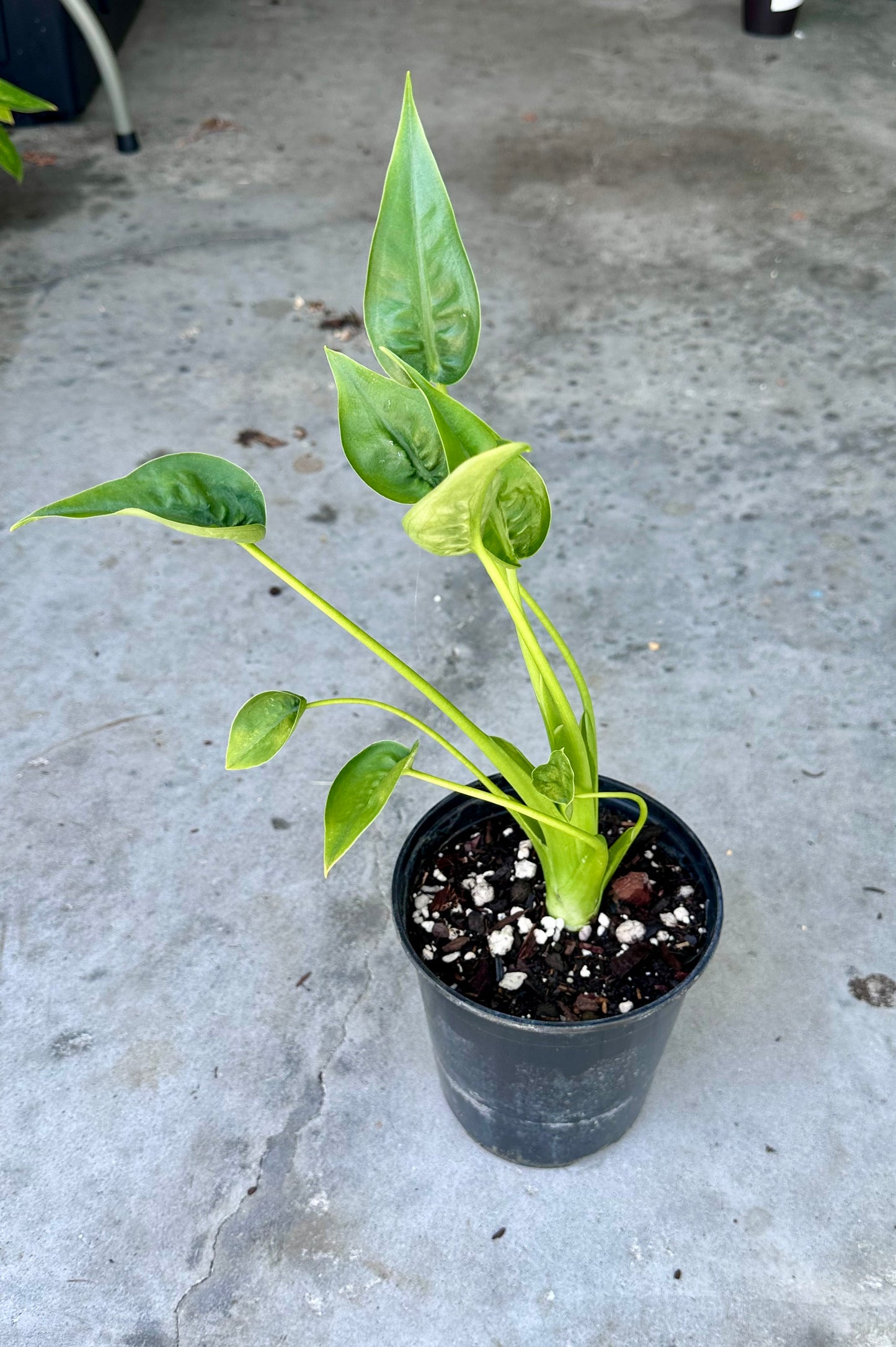 Alocasia “Tiny Dancer”