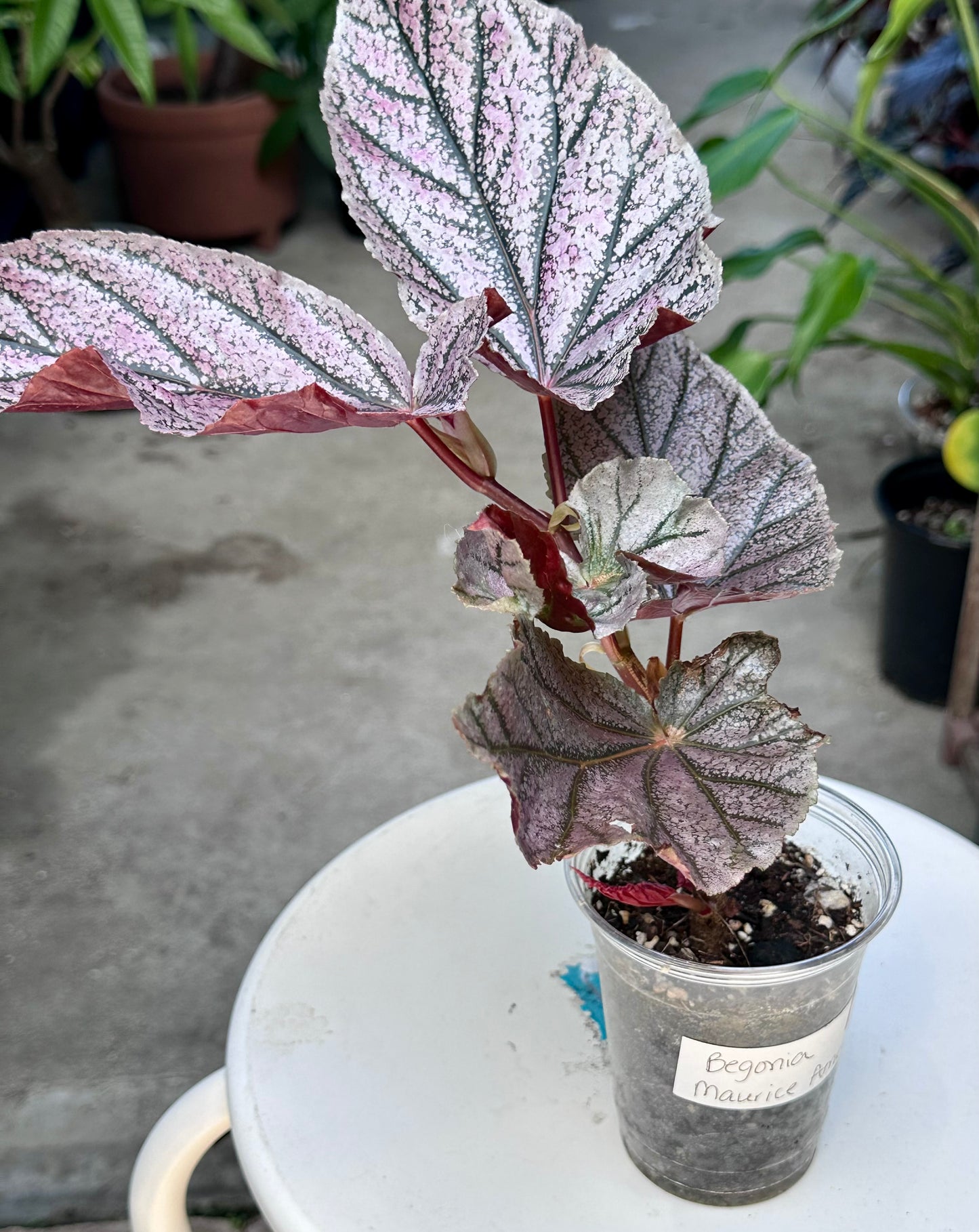 Begonia “Maurice Amey”