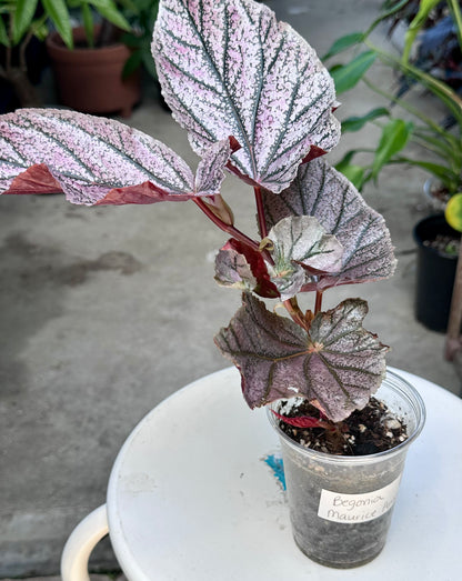 Begonia “Maurice Amey”