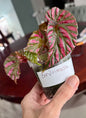 Begonia Brevirimosa “Exotica”