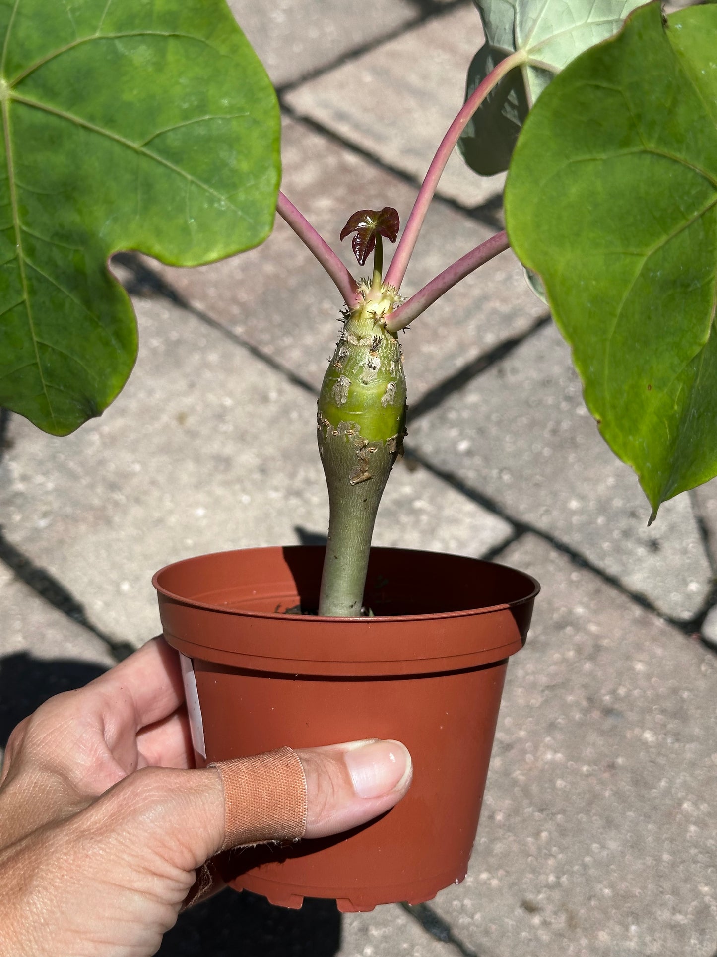 Jatropha Podagrica “Buddha Belly”