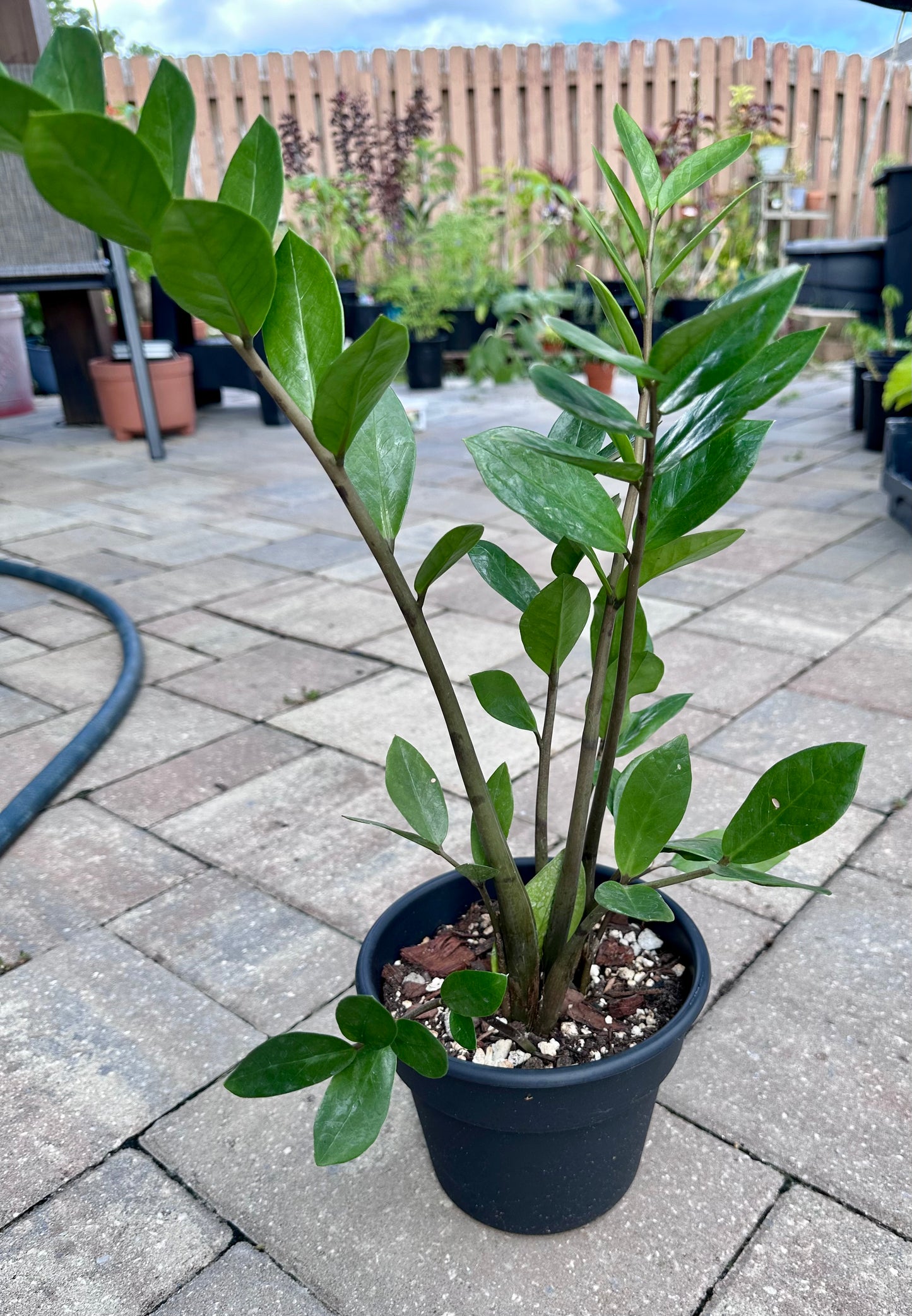 ZZ Plant 4 in