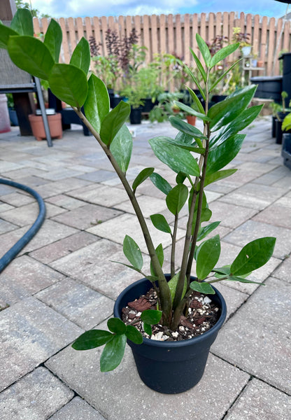 ZZ Plant 4 in