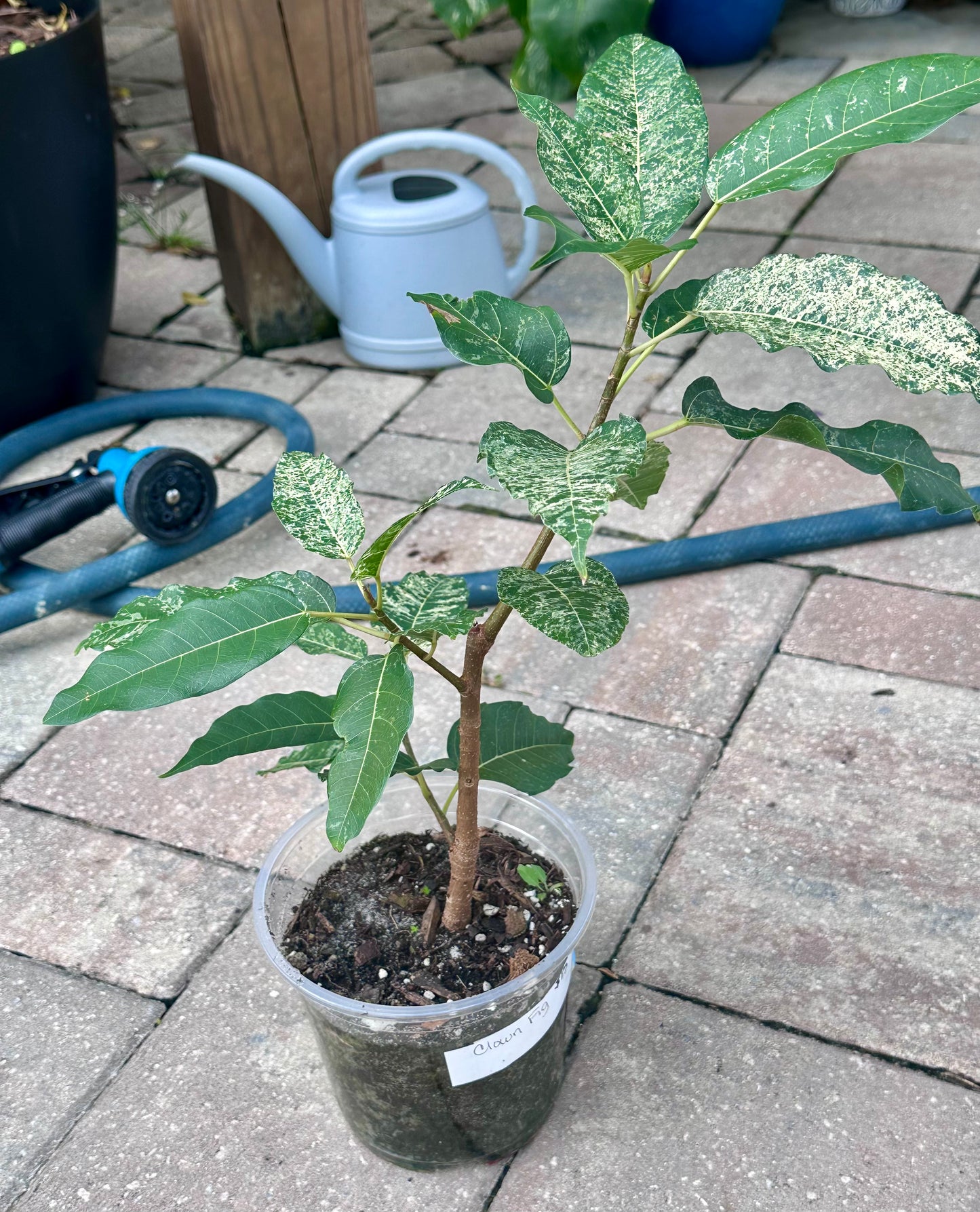 Clown Fig (Ficus aspera) 5”