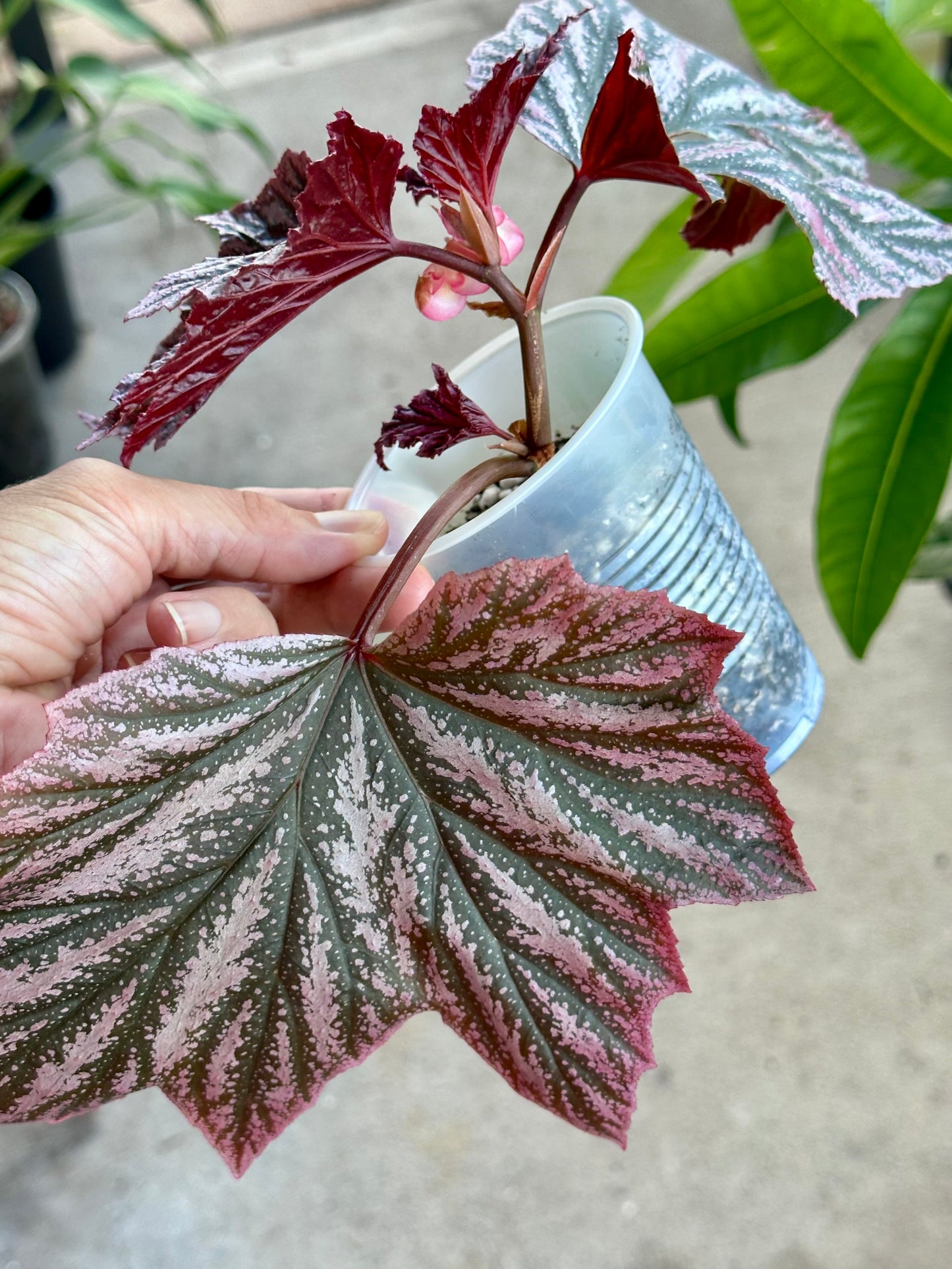 Begonia Pink Minx