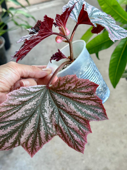 Begonia Pink Minx