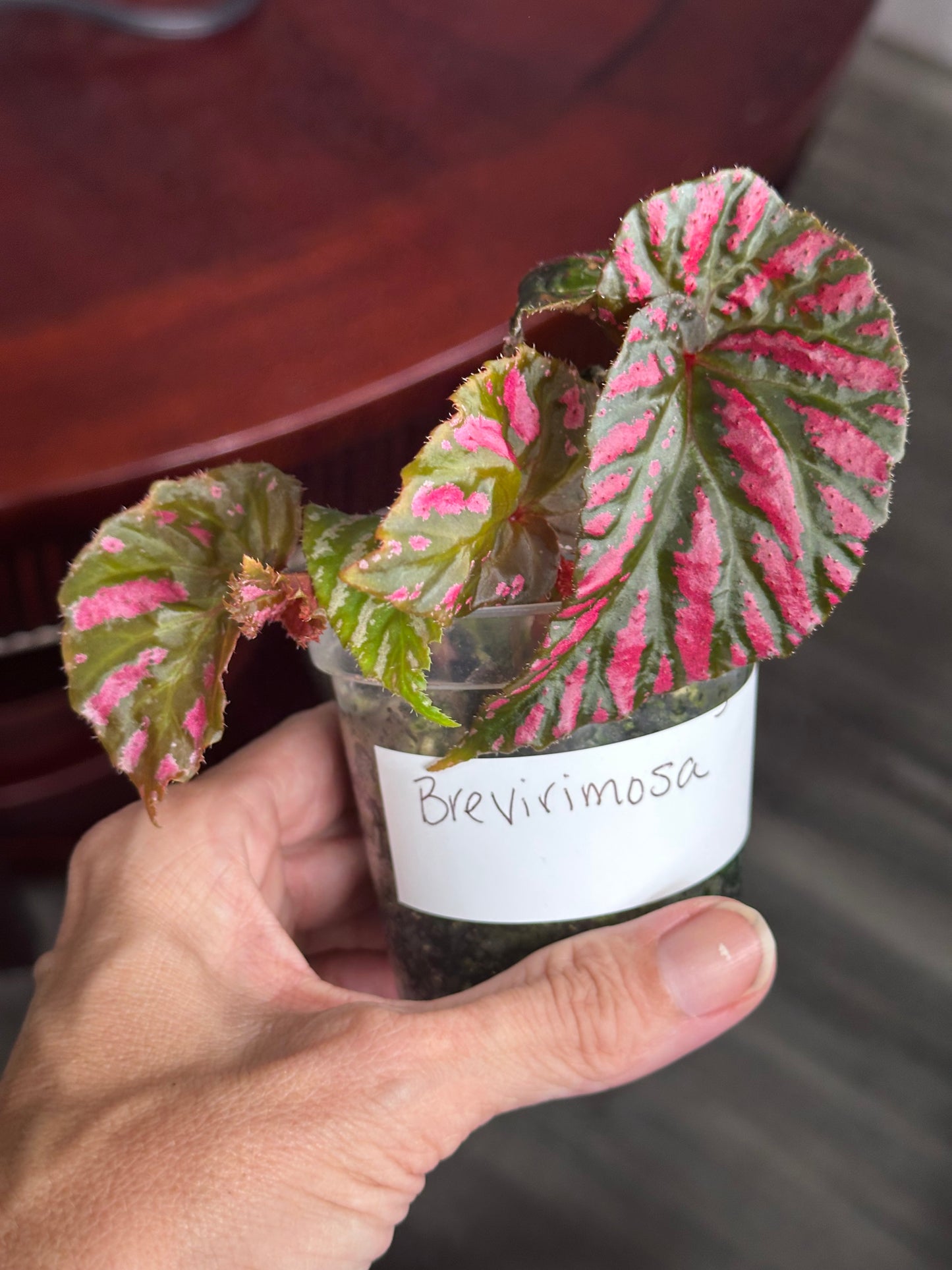 Begonia Brevirimosa “Exotica”