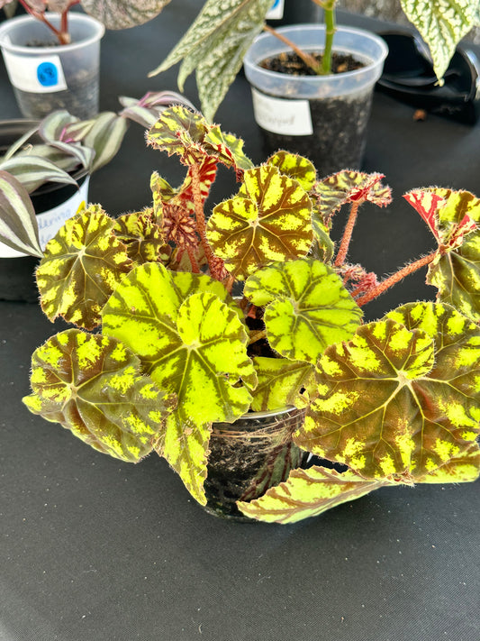 Begonia Bowerae