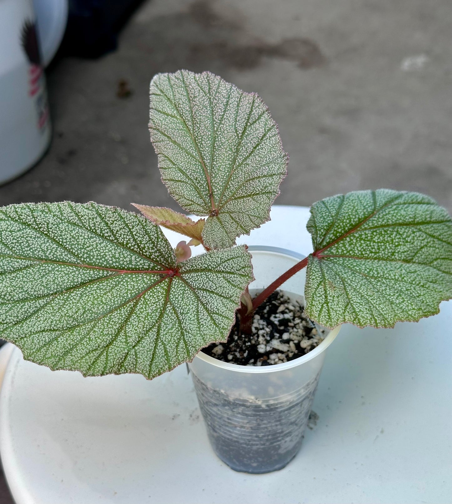 Begonia 'Sinbad'