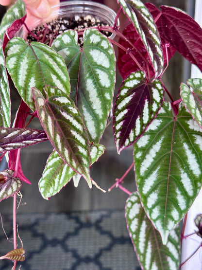 Cissus Discolor (Rex Begonia Vine)