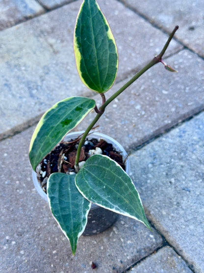 Hoya Macrophylla Variegata