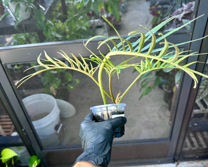 Philodendron Tortem