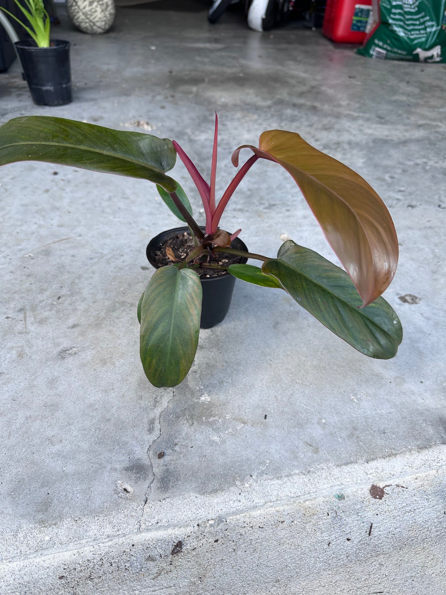 Florida Bronze Philodendron