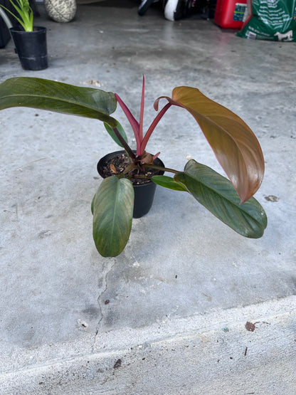 Florida Bronze Philodendron