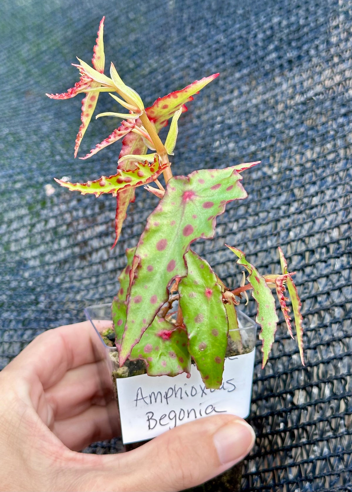 Begonia Amphioxus