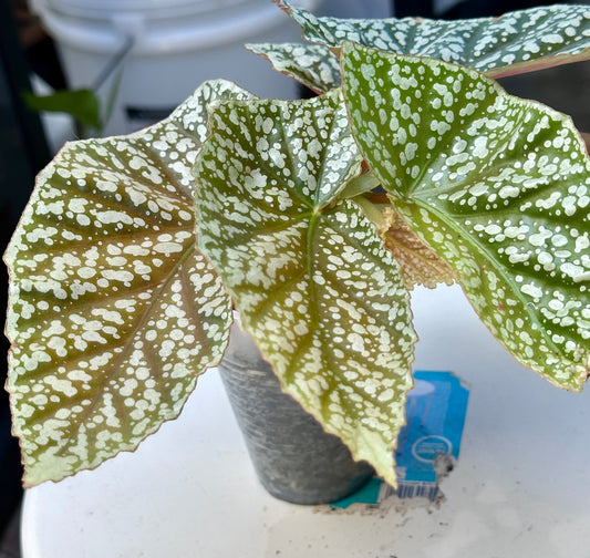 Begonia Snow Capped 3”