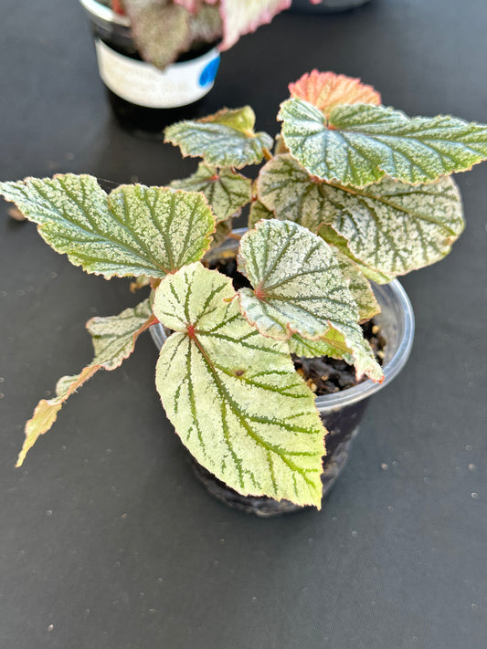 Begonia “Don Miller”
