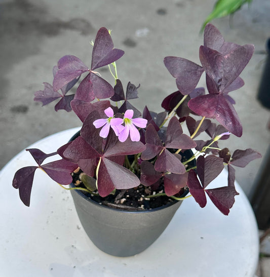 Oxalis Triangularis “Ebony Allure”