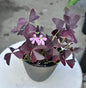 Oxalis Triangularis “Ebony Allure”