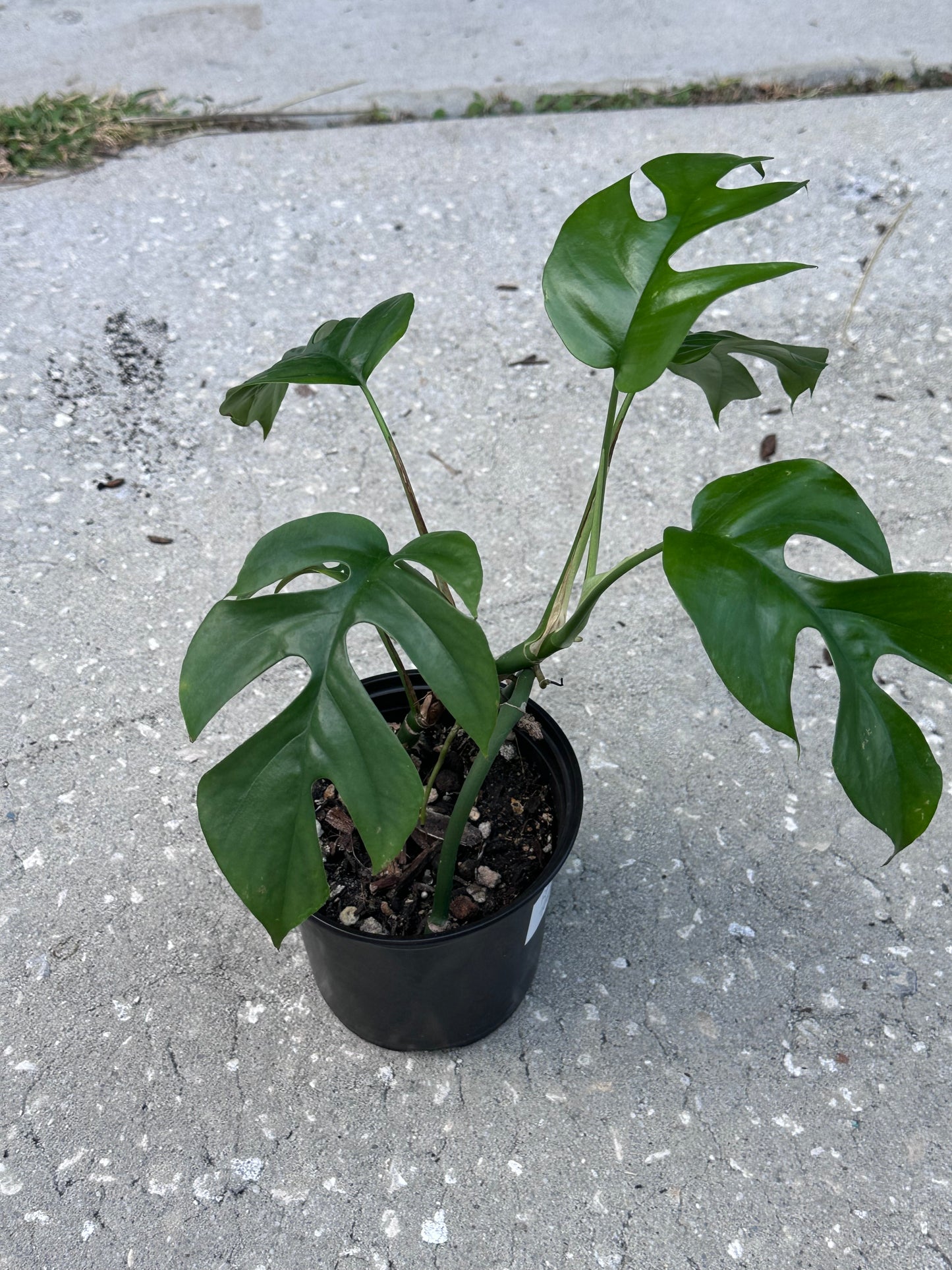 Rhaphidophora Tetrasperma 5in