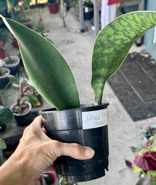Whale Fin Snake Plant