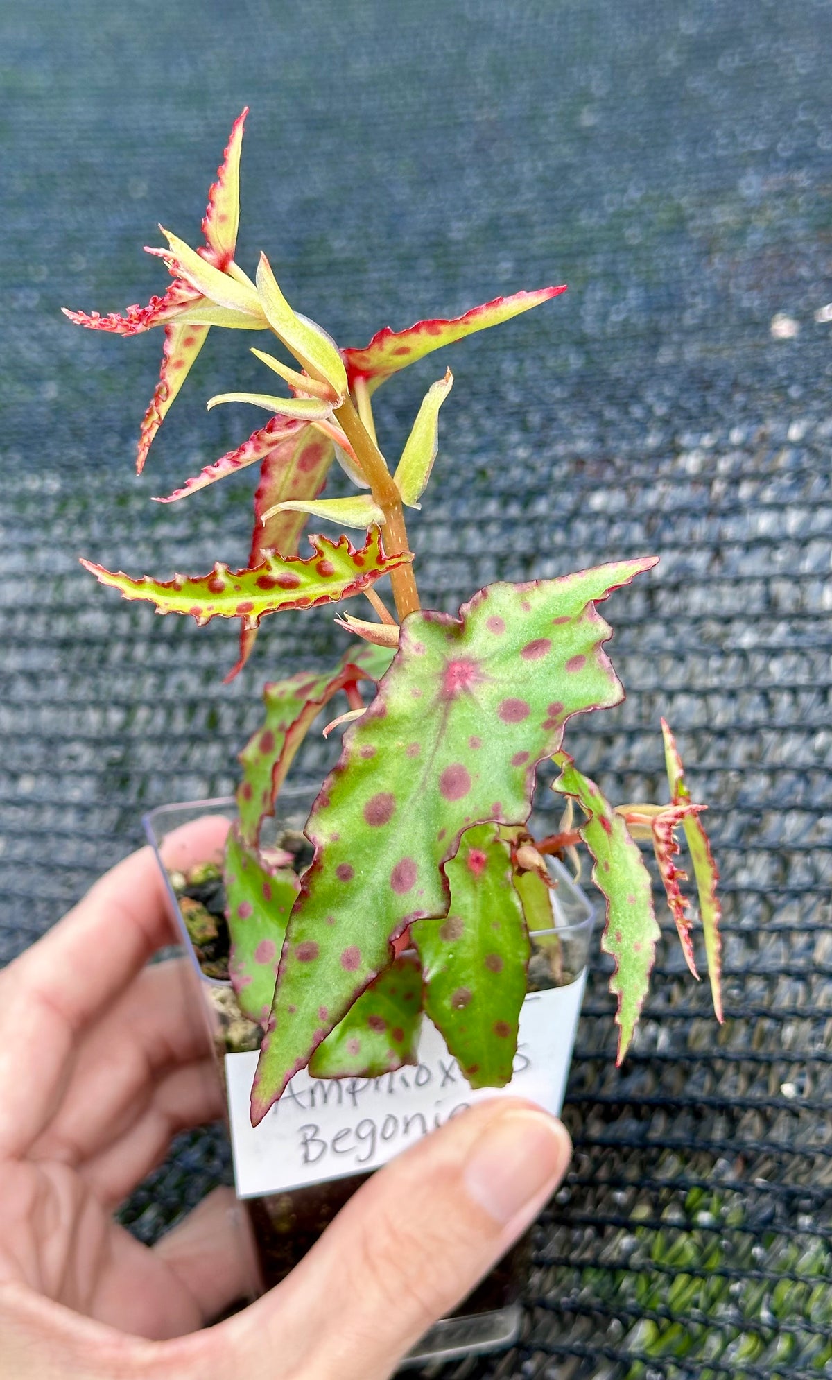 Begonia Amphioxus