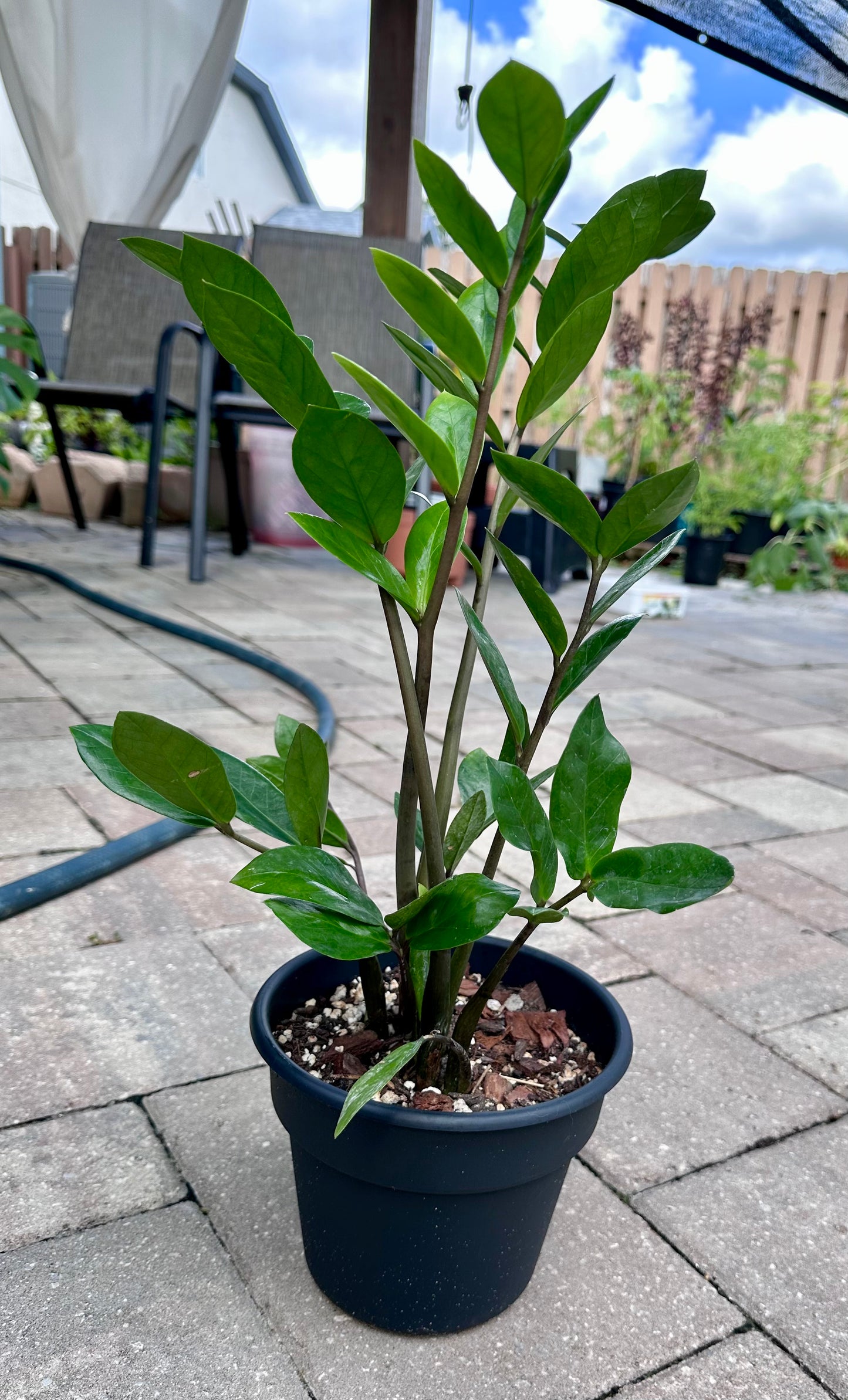 ZZ Plant 4 in