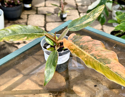 Caramel Marble Philodendron #5