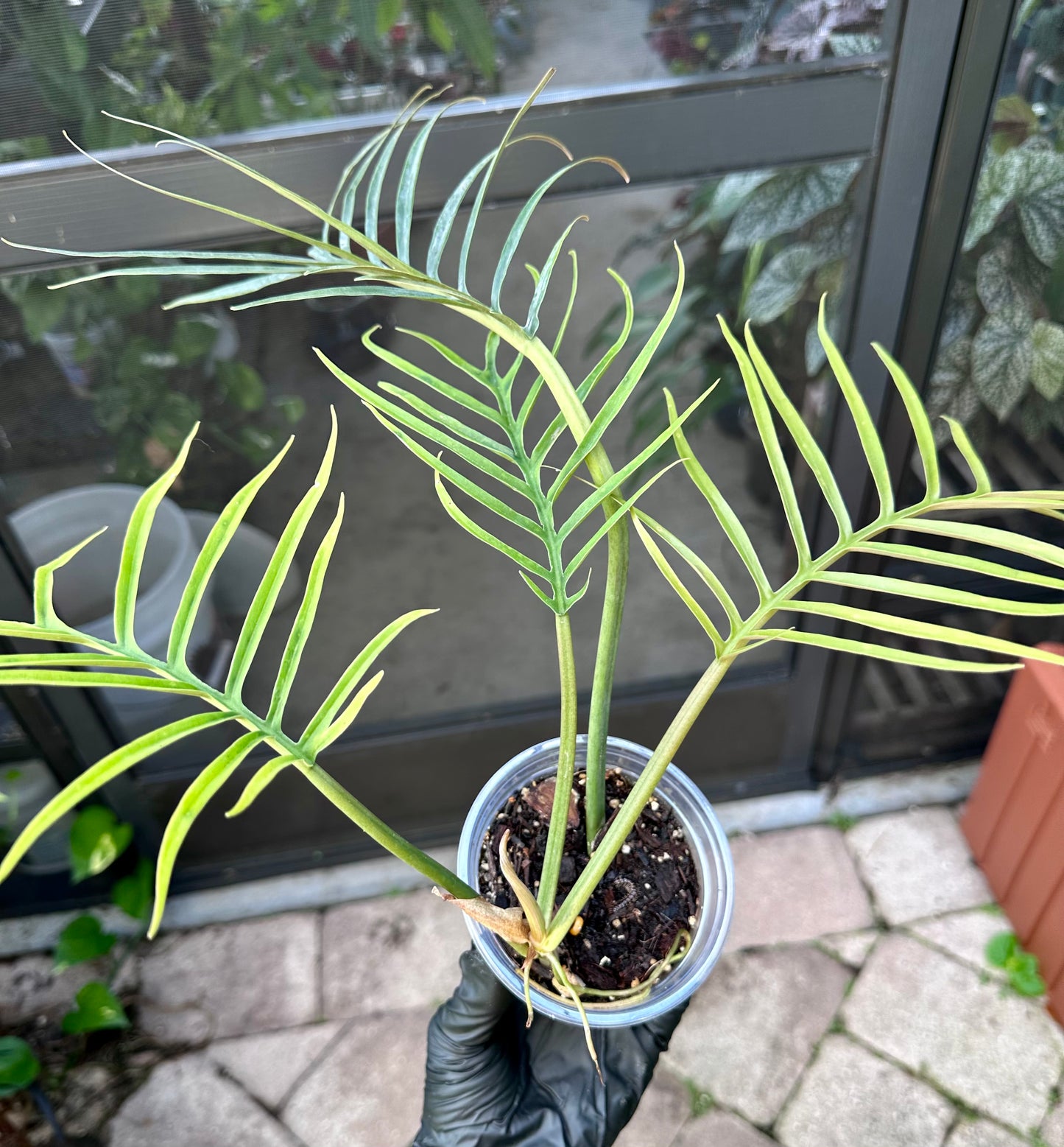 Philodendron Tortem