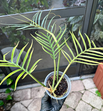Philodendron Tortem