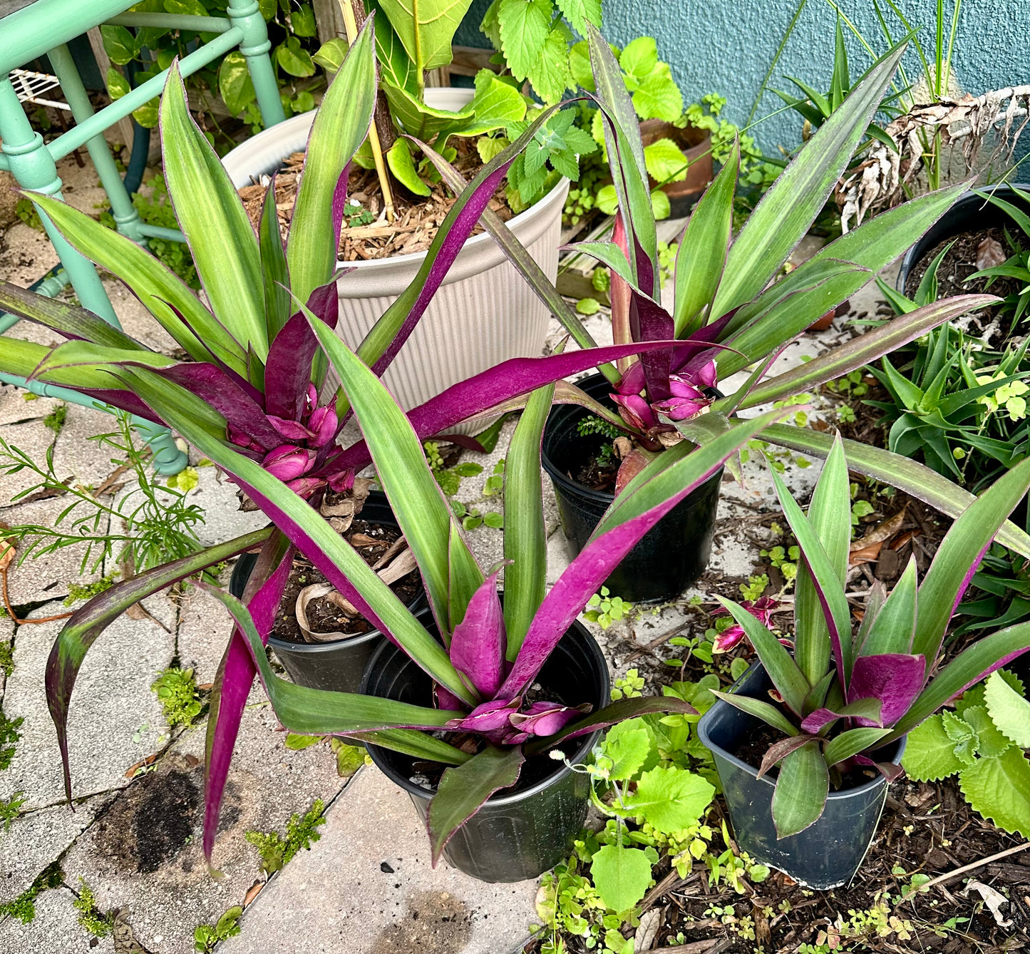 Oyster Plant (Tradescantia spathacea)