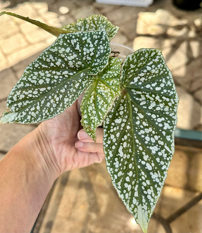 Begonia Snow Capped 3”