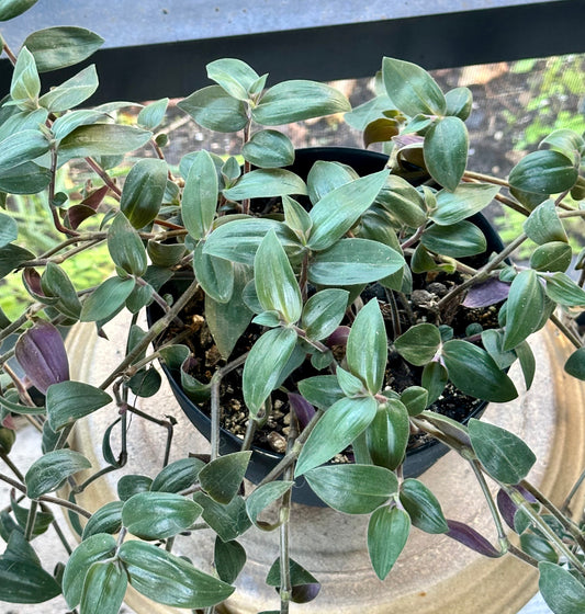 Baby Bunny Bellies (Tradescantia chrysophylla)