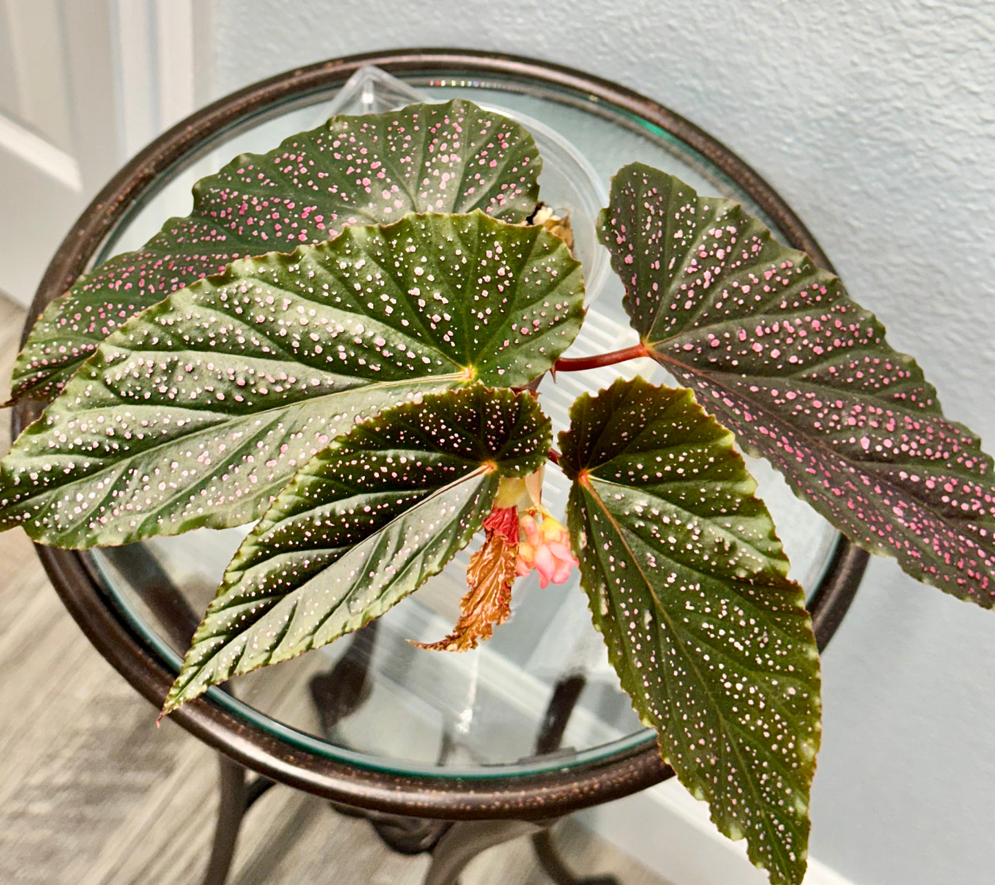 Begonia Benigo | Rare Begonia Plant