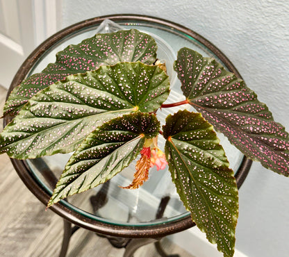 Begonia Benigo | Rare Begonia Plant
