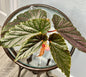 Begonia Benigo | Rare Begonia Plant